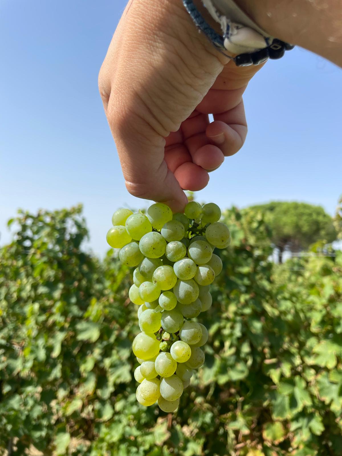 Ethic Drinks Non - Alcoholic French Sparkling Wine - The Zero Proof