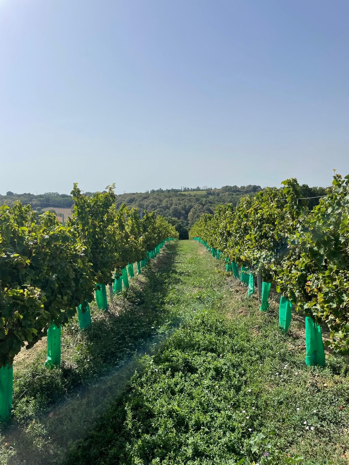 Ethic Drinks Non - Alcoholic French Sparkling Wine - The Zero Proof